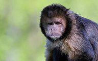 01 Golden-bellied Capuchin (Sapajus xanthosternos)